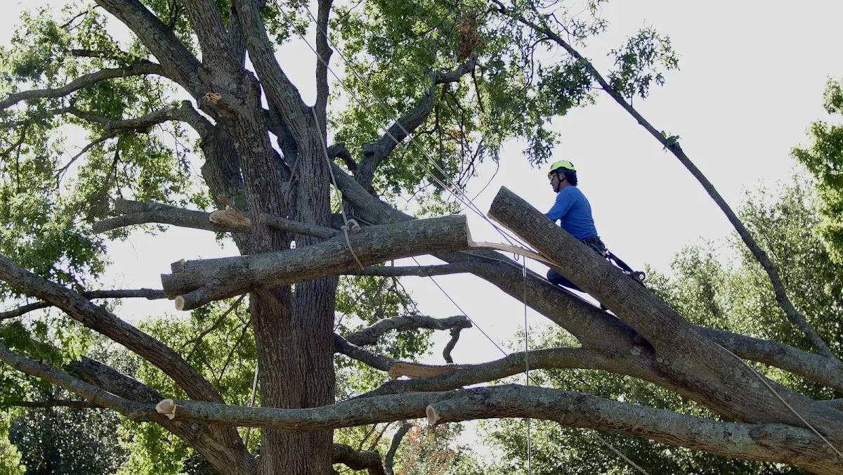 Professional Hazardous Tree Removal performed by certified arborists in Gravelly
